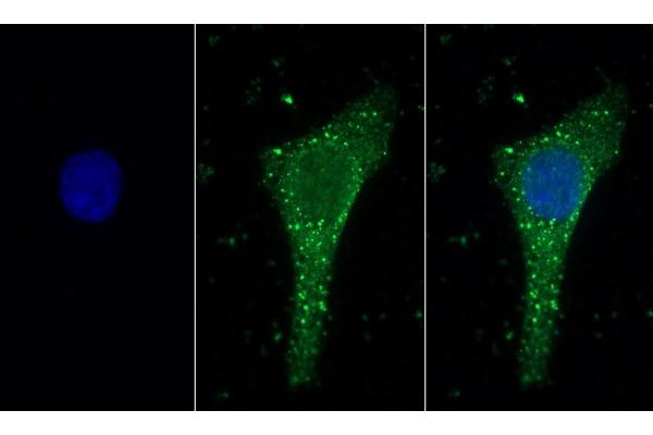 Laminin alpha 1 antibody  (AA 886-1039)