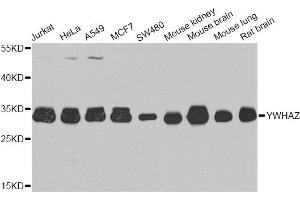 Western blot analysis of extracts of various cell lines, using YWHAZ antibody.