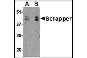 Western blot analysis of SCRAPPER in A20 cell lysate with this product at (A) 0. (FBXL20 antibody  (C-Term))