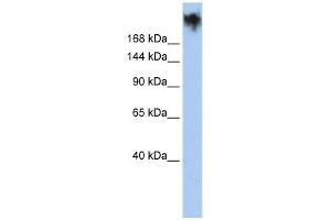 PKDREJ antibody  (Middle Region)