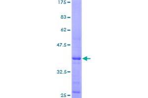 Histone Cluster 4, H4 (HIST4H4) (AA 1-103) protein (GST tag)