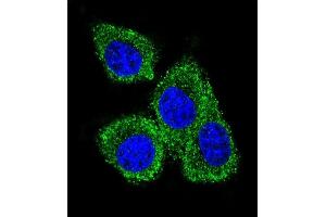 Confocal immunofluorescent analysis of GCDFP-15 Antibody (C-term) (ABIN655074 and ABIN2844706) with MDA-M cell followed by Alexa Fluor 488-conjugated goat anti-rabbit lgG (green). (PIP antibody  (C-Term))