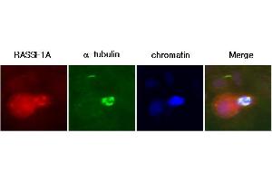 A431 cells were labeled with anti-RASSF1A (clone 3F3) mAb, and detection was using a biotinylated secondary antibody and Texas-red conj streptavidin. (RASSF1 antibody  (AA 1-340))