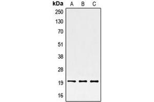 Western blot analysis of SRSF3 expression in HepG2 (A), HeLa (B), BJAB (C) whole cell lysates.