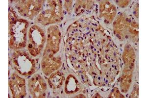 IHC image of ABIN7163794 diluted at 1:400 and staining in paraffin-embedded human kidney tissue performed on a Leica BondTM system. (PCGF1 antibody  (AA 113-187))