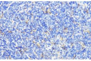 Immunohistochemistry of paraffin-embedded Mouse spleen using CTSB Polyclonal Antibody at dilution of 1:100 (40x lens). (Cathepsin B antibody)