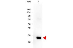 Western Blot of Goat anti-HUMAN λ (lambda chain) Peroxidase Conjugated antibody. (Goat anti-Human lambda (Light Chain) Antibody (HRP) - Preadsorbed)