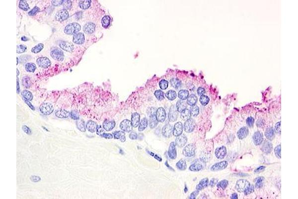 GPR21 antibody  (Cytoplasmic Domain)