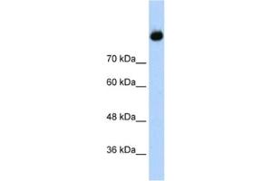 Western Blotting (WB) image for anti-Complement C2 antibody (ABIN2462449) (Complement C2 antibody)