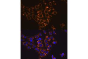 Immunofluorescence analysis of C6 cells using Caspase-6 antibody (ABIN7266119). (Caspase 6 antibody)