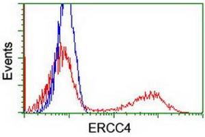 Flow Cytometry (FACS) image for anti-Excision Repair Cross-Complementing Rodent Repair Deficiency, Complementation Group 4 (ERCC4) antibody (ABIN1498073) (ERCC4 antibody)