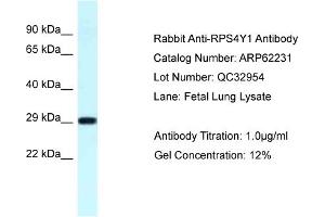 Western Blotting (WB) image for anti-Ribosomal Protein S4, Y-Linked 1 (RPS4Y1) (C-Term) antibody (ABIN971630) (RPS4Y1 antibody  (C-Term))