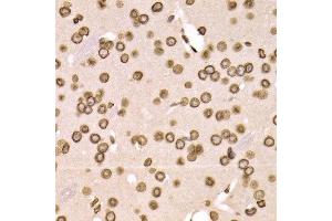 Immunohistochemistry of paraffin-embedded mouse brain using LMNB2 antibody at dilution of 1:200 (400x lens). (Lamin B2 antibody)