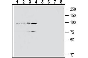 Western blot analysis of human MCF-7 breast adenocarcinoma cell line lysate (lanes 1 and 5), human U-87 MG glioblastoma cell line lysate (lanes 2 and 6), human Jurkat T-cell leukemia cell line lysate (lanes 3 and 7) and human THP-1 monocytic leukemia cell line lysate (lanes 4 and 8): - 1-4. (EPH Receptor A4 antibody  (Extracellular, N-Term))