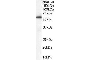 ABIN184747 (0. (DBNL antibody  (N-Term))