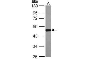 WB Image Sample (30 ug of whole cell lysate) A: 293T 10% SDS PAGE antibody diluted at 1:2000 (ESRRA antibody)