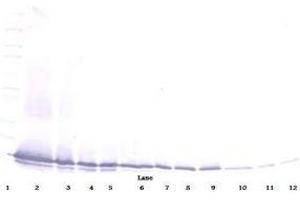 Image no. 3 for anti-Chemokine (C-C Motif) Ligand 21 (CCL21) antibody (ABIN465507) (CCL21 antibody)