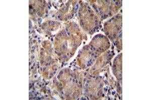 Immunohistochemistry analysis in formalin fixed and paraffin embedded human stomach tissue reacted with Multimerin-2 Antibody (C-term) followed by peroxidase conjugation of the secondary antibody and DAB staining. (MMRN2 antibody  (C-Term))