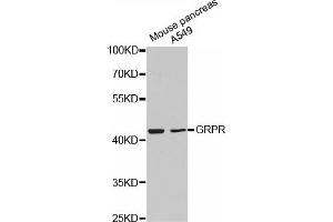 Western blot analysis of extracts of various cell lines, using GRPR antibody (ABIN5971515). (GRPR antibody)