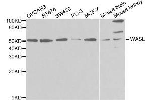 Western blot analysis of extracts of various cell lines, using WASL antibody (ABIN5971401) at 1/1000 dilution. (Neural Wiskott-Aldrich syndrome protein (WASL) antibody)