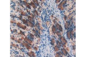 Used in DAB staining on fromalin fixed paraffin- embedded stomach tissue (CD46 antibody  (AA 157-365))