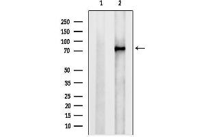Western blot analysis of lysates from Rat lung, using PADI2 Antibody.