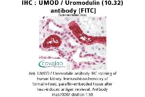 Image no. 1 for anti-Uromodulin (UMOD) antibody (FITC) (ABIN1723062) (Uromodulin antibody  (FITC))
