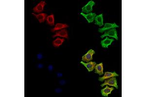 ABIN7094793 and ABIN7098844 staining Hela cells by IF/ICC.