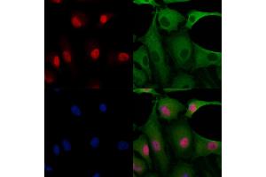 ABIN7094610 and ABIN7098660 staining  cells by IF/ICC.