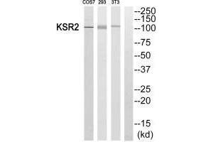 Western blot analysis of extracts from COS7, 293 and 3T3 cells, using KSR2 antibody. (KSR2 antibody)