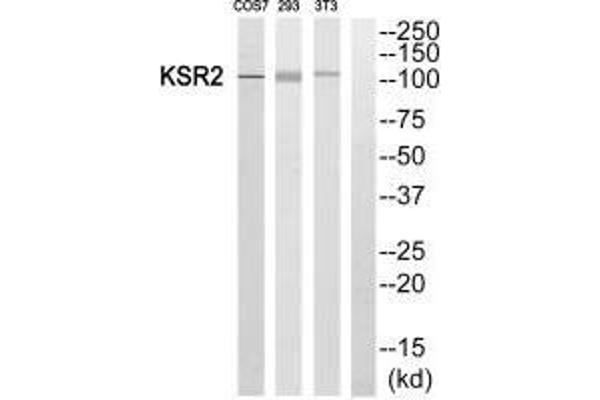 KSR2 抗体