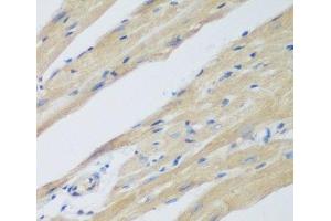 Immunohistochemistry of paraffin-embedded Mouse heart using WDR77 Polyclonal Antibody at dilution of 1:200 (40x lens). (WDR77 antibody)