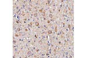 IHC analysis of CHRM1 using anti-CHRM1 antibody (ABIN7602749). (CHRM1 antibody  (C-Term))