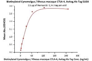 Immobilized Human B7-2, Fc Tag (ABIN2180621,ABIN2180620) at 5 μg/mL (100 μL/well) can bind Biotinylated Cynomolgus / Rhesus macaque CTLA-4, Avitag,His Tag (ABIN2180929,ABIN3071725) with a linear range of 2-63 ng/mL (Routinely tested). (CTLA4 Protein (AA 37-160) (His tag,AVI tag,Biotin))