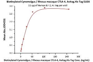 Immobilized Human B7-2, Fc Tag (ABIN2180621,ABIN2180620) at 5 μg/mL (100 μL/well) can bind Biotinylated Cynomolgus / Rhesus macaque CTLA-4, Avitag,His Tag (ABIN2180929,ABIN3071725) with a linear range of 2-63 ng/mL (Routinely tested). (CTLA4 Protein (AA 37-160) (His tag,AVI tag,Biotin))