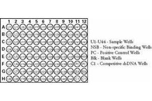 ELISA image for Nuclear Factor-kB p65 (NFkBP65) ELISA Kit (ABIN965407) (NF-kB p65 ELISA Kit)