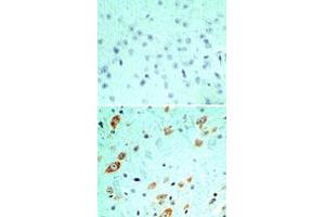 Image no. 1 for anti-Toll-Like Receptor 5 (TLR5) (AA 700-800) antibody (ABIN208231) (TLR5 antibody  (AA 700-800))
