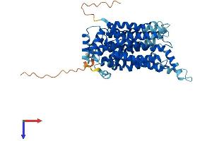 GLUT4 Protein (AA 1-509) (His tag)