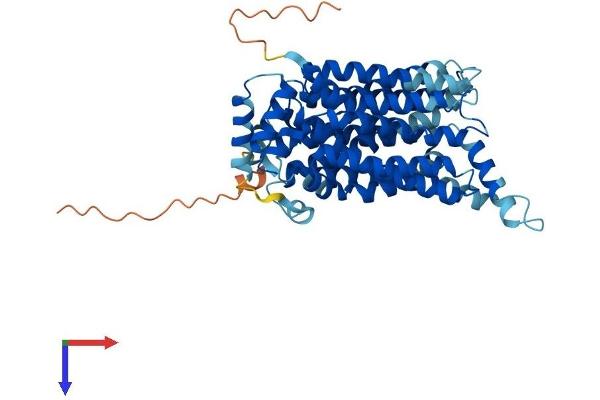 GLUT4 Protein (AA 1-509) (His tag)