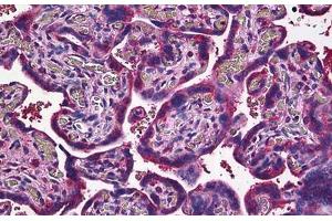 Human Placenta: Formalin-Fixed, Paraffin-Embedded (FFPE) (JAM2 antibody  (AA 29-299))