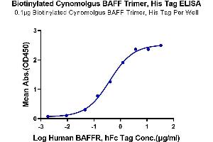 Immobilized Biotinylated Cynomolgus BAFF Trimer, His Tag at 1 μg/mL (100 μL/Well) on the plate. (BAFF Protein (AA 141-285, Trimer) (His-Avi Tag,DYKDDDDK Tag,Biotin))
