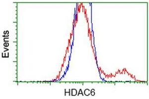 HEK293T cells transfected with either RC209649 overexpress plasmid (Red) or empty vector control plasmid (Blue) were immunostained by anti-HDAC6 antibody (ABIN2454043), and then analyzed by flow cytometry. (HDAC6 antibody)