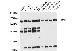 Western blot analysis of extracts of various cell lines, using PSME4 antibody  at 1:3000 dilution. (PSME4 antibody  (AA 1634-1843))