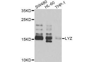 Western blot analysis of extracts of various cell lines, using LYZ Antibody (ABIN5975352) at 1/1000 dilution. (LYZ antibody)