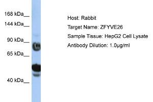 Host: Rabbit Target Name: ZFYVE26 Sample Type: HepG2 Whole Cell lysates Antibody Dilution: 1.
