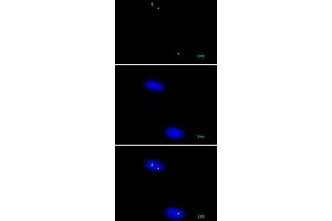Nucleolin mAb (Clone 3G4B20) tested by immunofluorescence. (Nucleolin antibody)