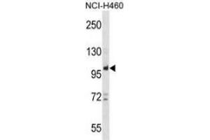 Western blot analysis in NCI-H460 cell line lysates (35ug/lane) using PTPN22  Antibody (C-term). (PTPN22 antibody  (C-Term))