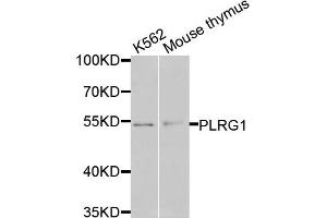 Western blot analysis of extracts of various cells, using PLRG1 antibody. (PLRG1 antibody)