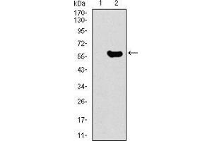 Western blot analysis using GNL3 mAb against HEK293 (1) and GNL3 (AA: 1-226)-hIgGFc transfected HEK293 (2) cell lysate.