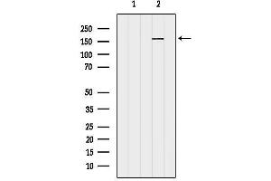Western blot analysis of lysates from 3t3, using RPGRIP1L Antibody.